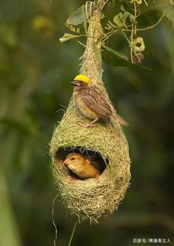 奇妙的大自然艺术——形态各异的美丽鸟巢(图)