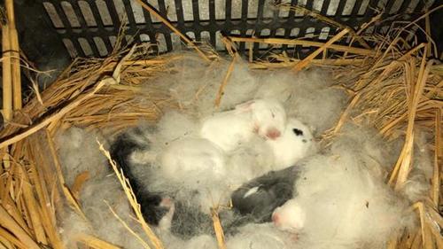 什么叫破蛋而出?今天终于见识了,只是兔子怎么从蛋里出来了?