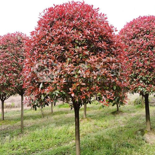 漂亮的精品高杆红叶石楠树