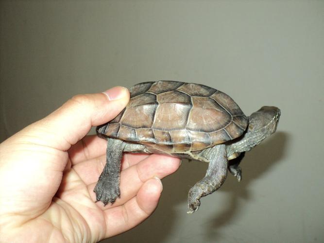 我这个是什么乌龟?它的习性是什么》?