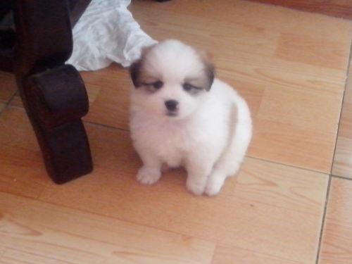 这个是什么品种的狗小的 折耳 尾巴短 腿短 胖乎乎的