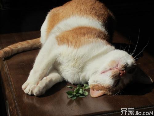 猫薄荷怎么用 让喵星人嗨起来的"猫毒品"