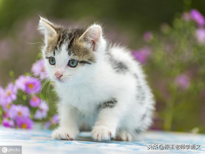 写一种小动物的外形特点怎么写教你写动物外形特点的好方法