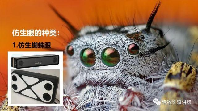 先讲一下蜘蛛眼,蜘蛛前面有两对大的眼睛,里面有两万多个感光细胞