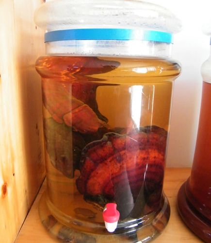 17年广西深山整枝野生灵芝正品 黑灵芝紫芝纯天然林芝紫灵芝泡酒