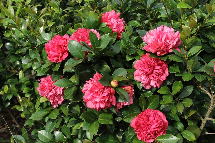 夏咏国色棕榈四季茶花