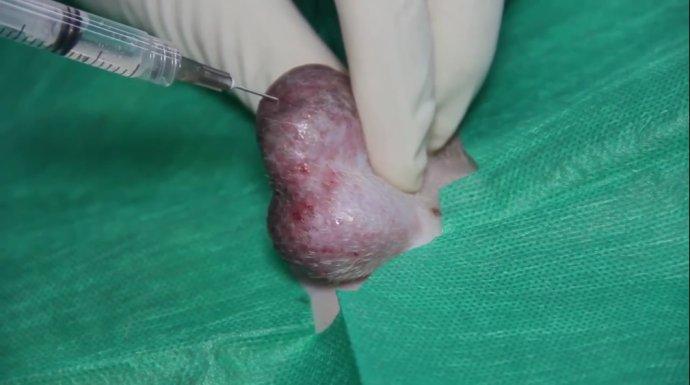 局部麻醉在犬猫去势手术中的应用