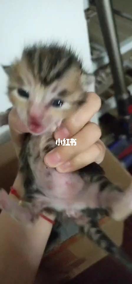 美短猫小串串_串串_美短_流浪猫_领养_宠物_猫_晒猫