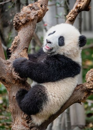 中国国宝大熊猫欣赏图