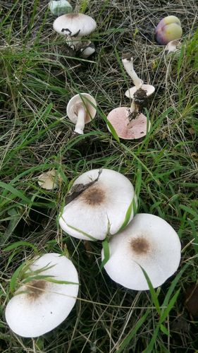 请问:这种蘑菇谁认识?能吃吗?谢谢!