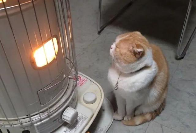 年度大戏烤火的猫咪正在热映,头上冒烟,胡须烤卷……哈哈哈我怎么这么