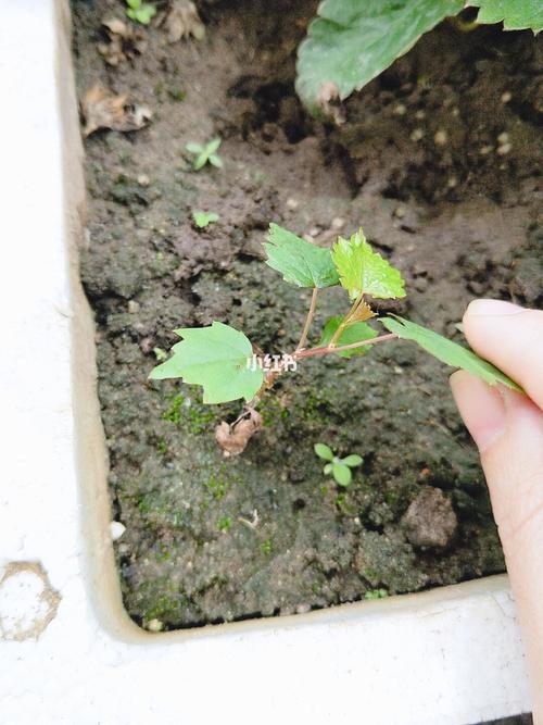 葡萄籽发芽成苗成功啦