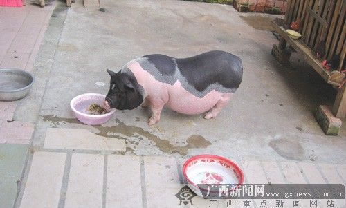 这就是陈先生家养的宠物猪.见习记者 周伟武 摄