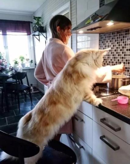 做你的小尾巴 有些缅因猫不管主人是在做饭,还是在玩游戏, 它都会