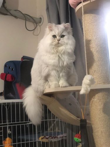 杭州金吉拉英短蓝猫找领养