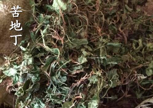 清热解毒良药地丁草(苦地丁)有4大功效与作用!泡水喝有什么功效?