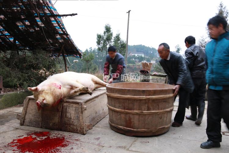 巴中农村杀猪纪实