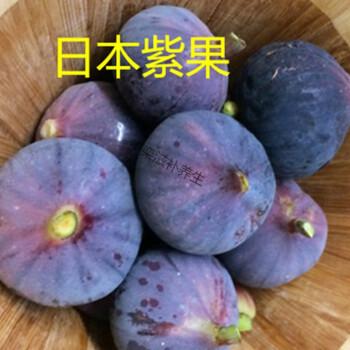 苗地栽南方北方四季阳台庭院特大包活包结果种植当 日本紫果四年苗