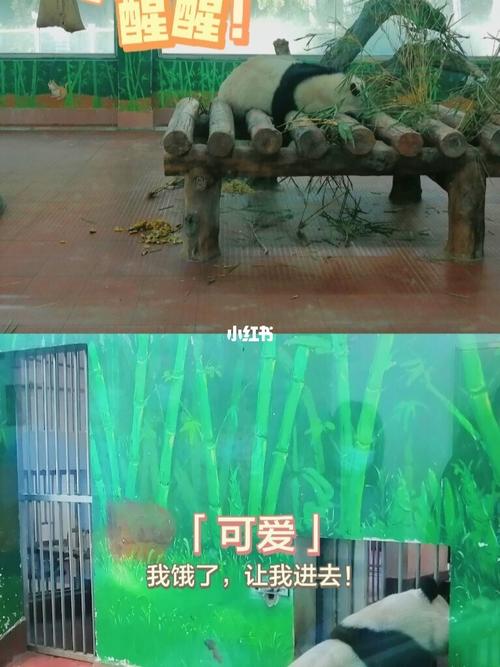 周末 广州动物园=好心情98_景点_动物园_广州动物园攻略_广州动物园