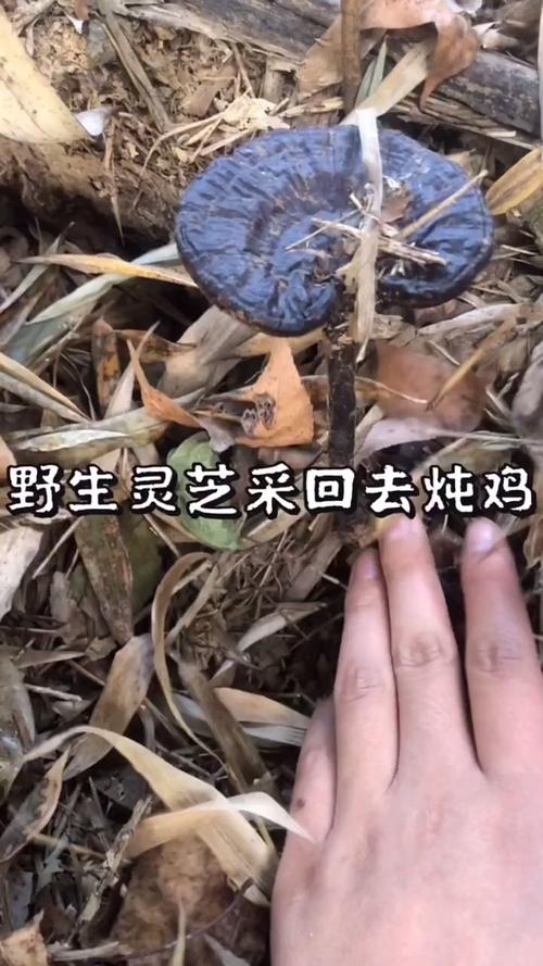 竹林遇到了两朵野生灵芝采回去炖小母鸡汤太香了