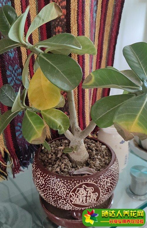 沙漠玫瑰叶子发黄是什么情况?排查这七个原因,就能解决!