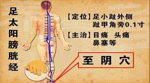 背为阳,是人体督脉和足太阳膀胱经循行的主要部位; ⊙ 督脉主一身