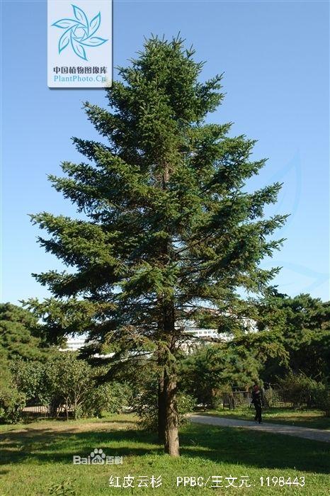4,红皮云杉