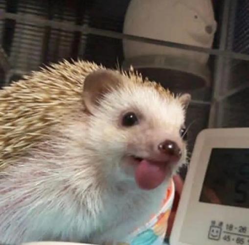 大家有什么非洲迷你刺猬的头像吗