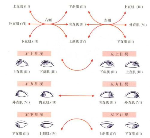 再学习眼外肌运动方向.不能