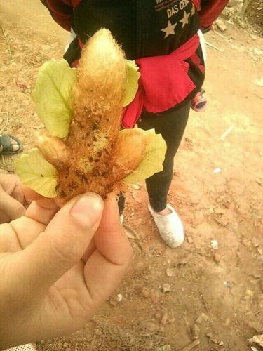 不知道这是什么植物,是寄生在龙眼树