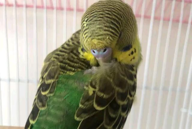 虎皮鹦鹉休息的姿势能表现出它们的情绪