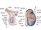 健康 疾病查询  男科睾丸鞘膜积液是围绕睾丸的鞘膜腔内液体积聚超过