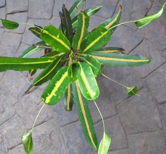 特别冷门的7种盆栽植物喜欢新奇植物的花友就不要错过它们