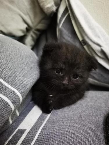 我有一只小黑猫