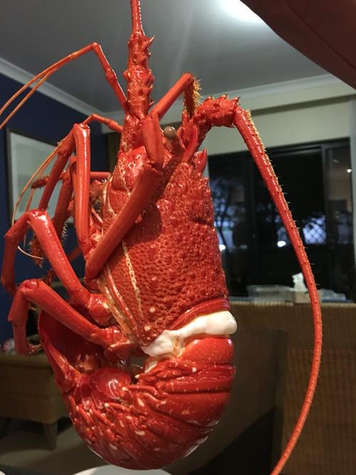 生鲜大龙虾