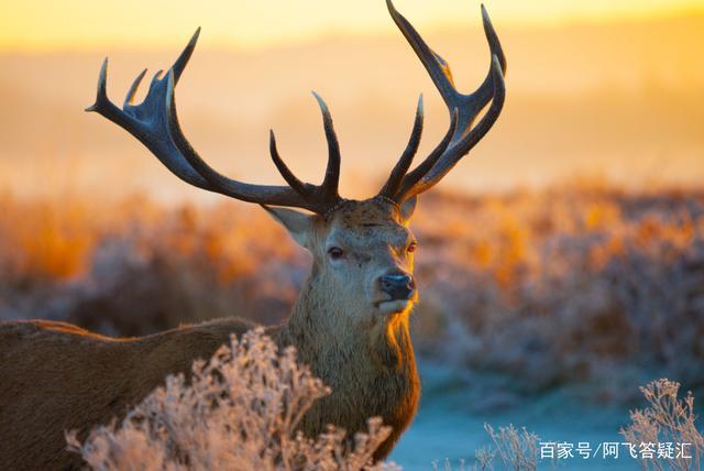 大角鹿被称为爱尔兰麋鹿还是北美驯鹿大角鹿灭绝了吗