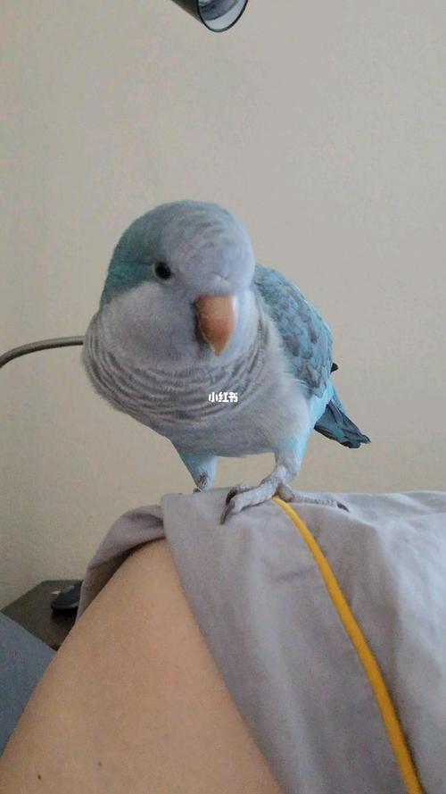 和尚鹦鹉-球球_鹦鹉_宠物_宠物其他
