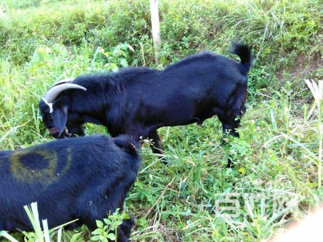 出售努比亚种公羊,马山黑山羊,隆林羊