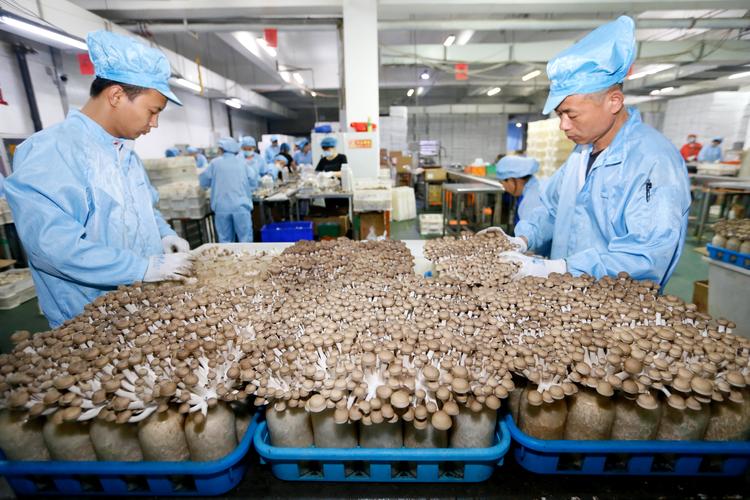 青岛即墨区:工厂化栽培食用菌畅销海外市场