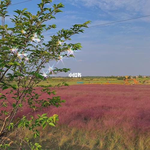 溧阳网红打卡点～霍比特小屋_拍照_花海_十一去哪玩_别桥原乡花海自由