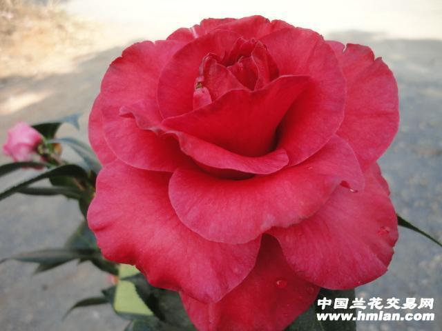 花苞多多 大海伦茶花 46高