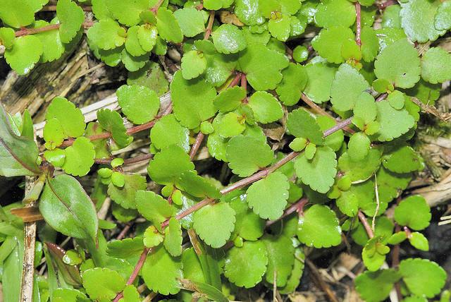  p>小二仙草属陆生平卧或直立的纤细 a target="_blank" href="/item