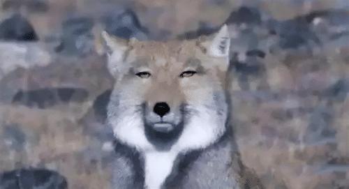 颜值最低的狐狸,是天生的表情包,呆萌可爱的小动物