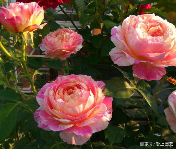 直到前年看到花友晒莫奈的帖子,我才知道原来月季还有条纹花色的,然后