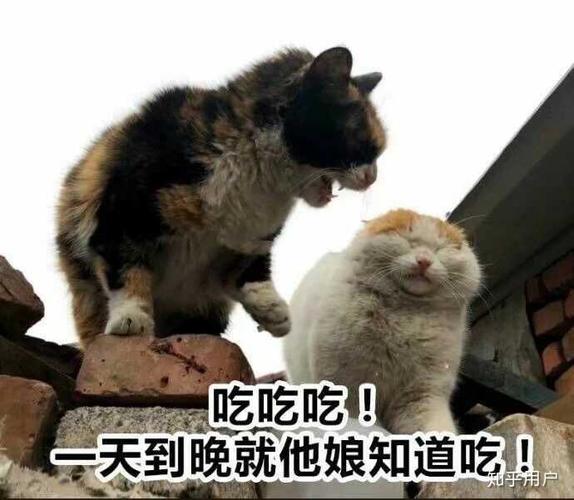 逐渐圆润的脸蛋
