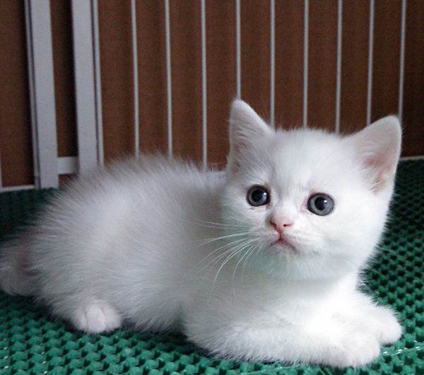 超萌英短纯白蓝猫