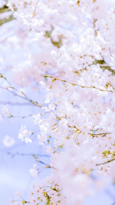 樱花壁纸