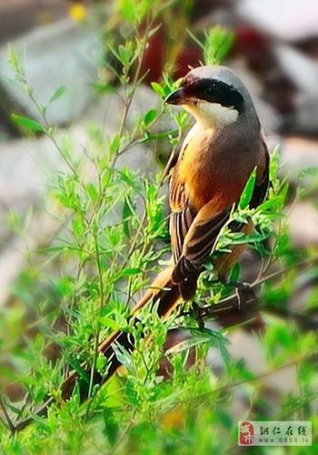 【画眉鸟叫声】训练画眉叫方法及叫声含义