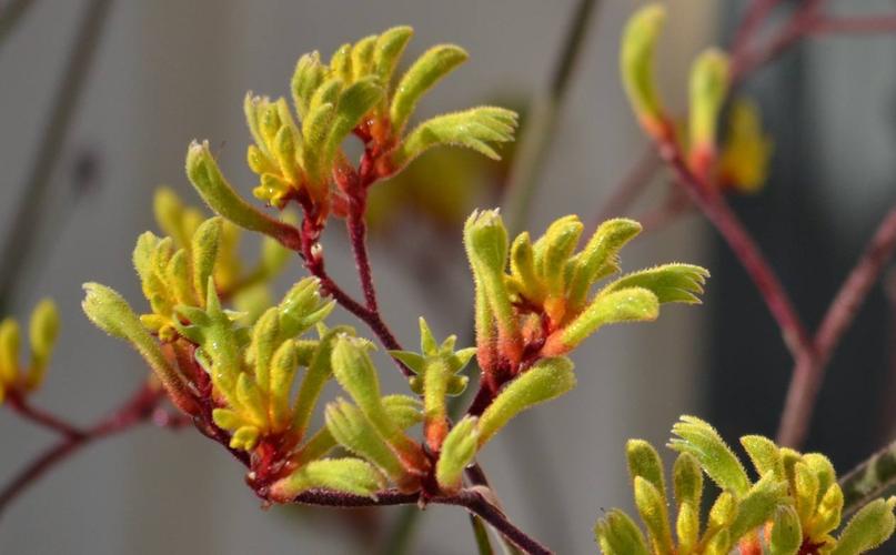 袋鼠爪花的花语