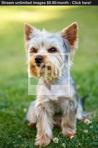 cute small yorkshire terrier